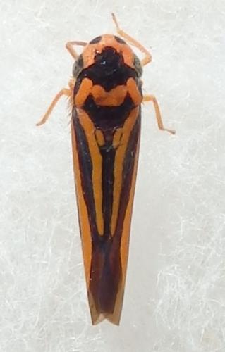 Cicadellini